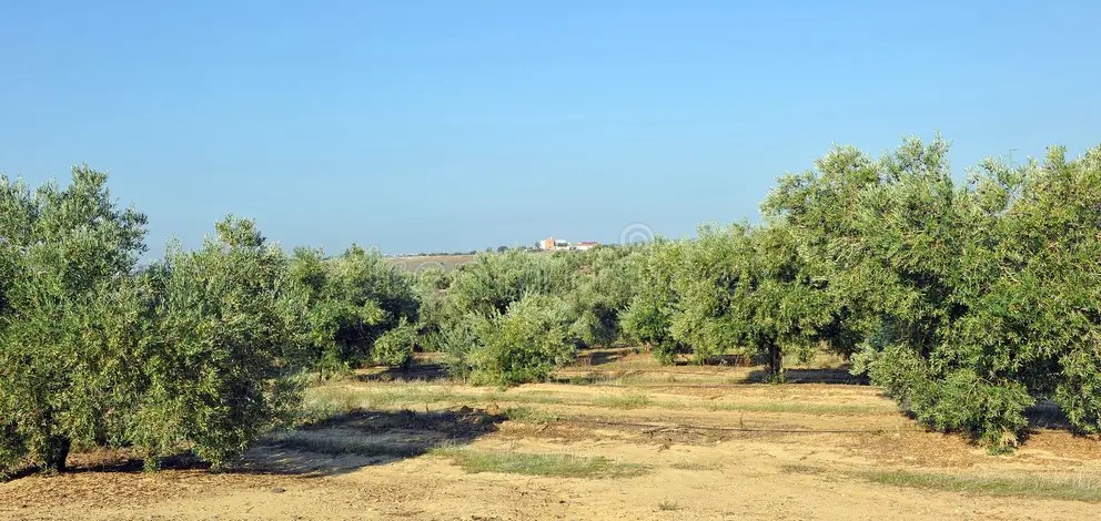 Olive grove field representing agricultural crop production and fertilizer application