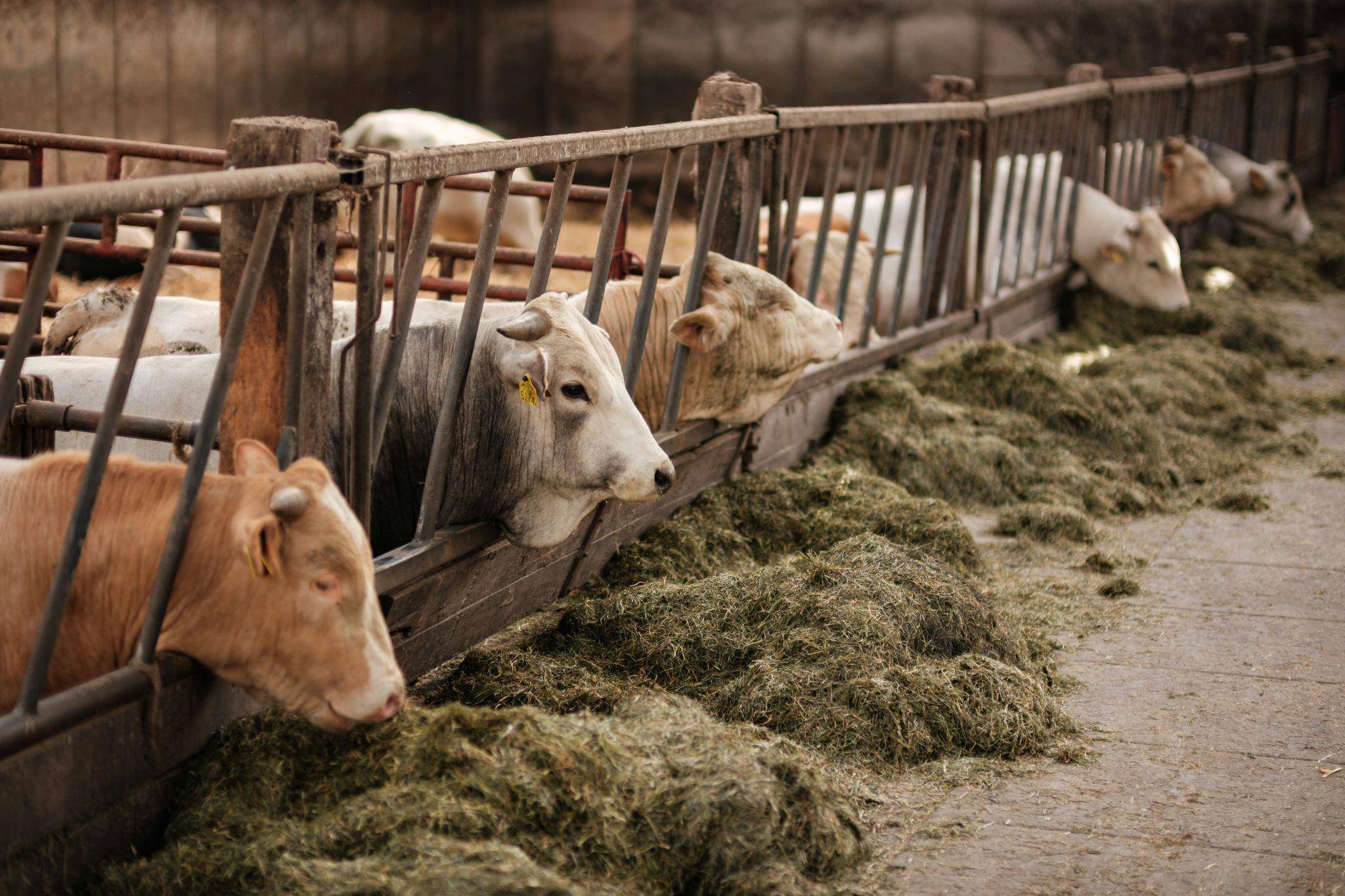 Phosphoric Acid in Animal Feed Production 1 Animal feed with Phosphoric Acid in a modern production facility.