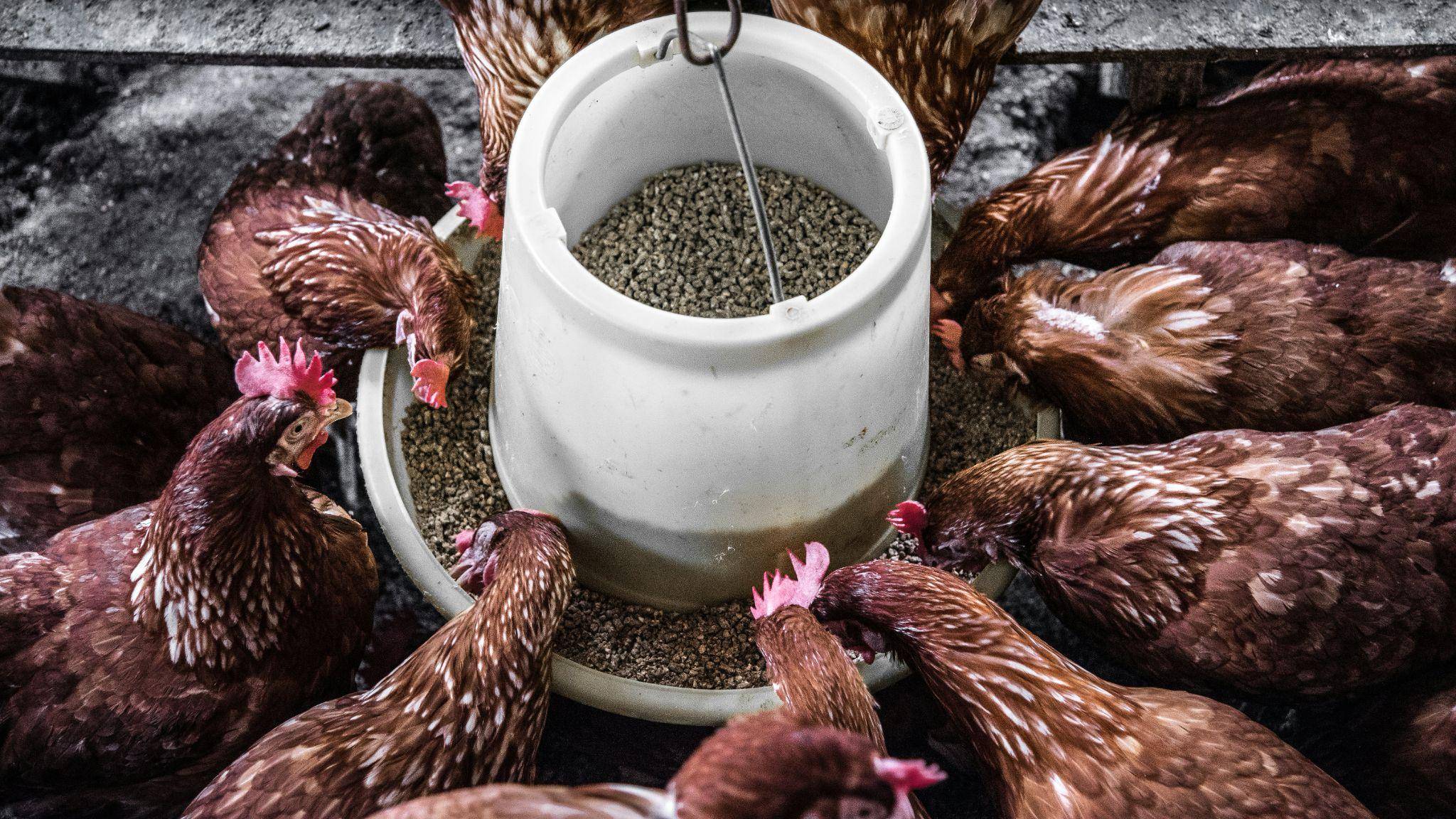Phosphoric Acid in Animal Feed Production 2 Close-up of healthy chickens feeding on nutritious grains in a modern poultry farm.