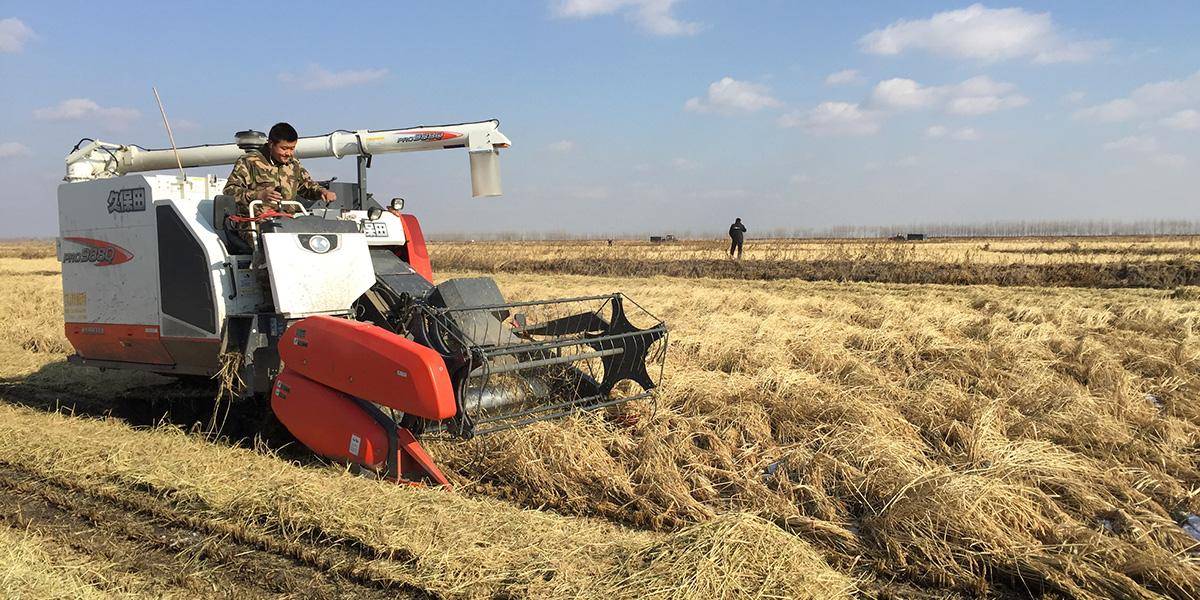 A combined harvester operating in a dry agricultural field harvesting crops under a clear blue sky